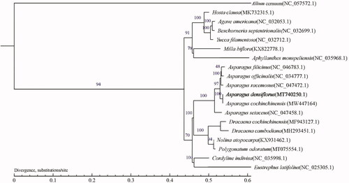 Figure 1. The maximum-likelihood (ML) phylogenetic tree was reconstructed based on the single copy core gene with the cp genomes of 18 species from Asparagaceae, along with Allium cernuum (NC_057572.1) as the out-group. Numbers above the lines represented ML bootstrap values.