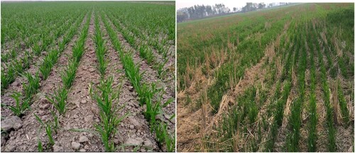 Figure 4. Early vigor of conventionally sown wheat (left) and Happy Seeder sown wheat (right).