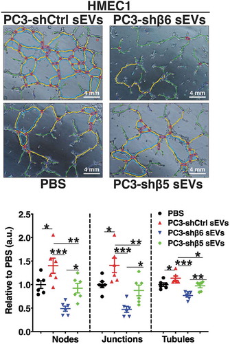 Figure 4. Down-regulation of αvβ6 integrin in prostate cancer sEVs modulates the angiogenic potential of microvascular endothelial cells.