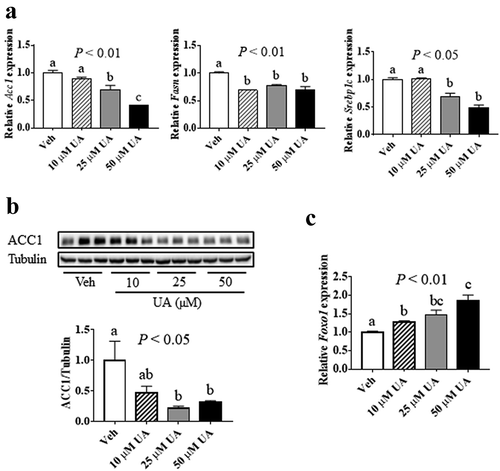 Figure 4. UA suppressed lipogenic gene expression in adipocytes. 3T3-L1 adipocytes were treated with vehicle, 10 µM, 25 µM or 50 µM UA for 12 h. (a) Gene expression levels of Acc1, Fasn and Srebp1c. (b) ACC1 protein levels in the cells. (c) Gene expression levels of Foxo1. P values in the bar graph represent the results of one-way ANOVA analysis. Different letters of a, b and c on the bars indicate significant difference among the groups. N = 3 per group. Results represented one of three independently performed experiments