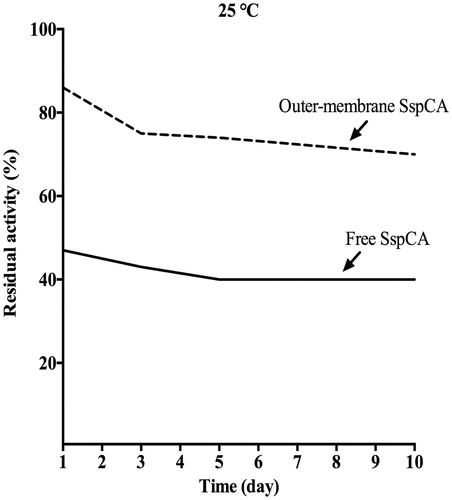 Figure 6. The long-term stability of free and membrane-bound SspCA. Long-term stability was performed at 25 °C measuring the residual activity of the free and membrane-bound SspCA at the days indicated on the x-axis. Continuous line: free SspCA; dashed line: membrane-bound SspCA. Each point is the mean of three independent determinations.