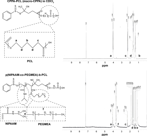 Figure S2 1H NMR spectra of CPPA-PCL (macro-CPPA) and p(NIPAAM-co-PEGMEA)-b-PCL in CDCl3.Note: The a–f correspond with the left chemical structure and they can also be noted on the chemical structure (δHa, 4.05 ppm; δHb, 1.4 ppm; δHc, 2.3 ppm; and δHd, 1.65 ppm), NIPAAM (δHe, 1.1 ppm), and PEGMEA (δHf, 3.6 ppm).Abbreviations: NMR, nuclear magnetic resonance; CPPA, 4-cyano-4-(phenylcarbonothioylthio) pentanoic acid; PCL, poly(epsilon-caprolactone); NIPAAM, N-isopropylacrylamide; PEGMEA, poly(ethylene glycol) methyl ether acrylate; CDCl3, deuterated chloroform.