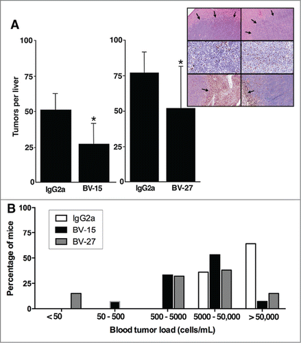 Figure 3. Effects of anti-OFA/iLRP antibodies on A20 tumor growth following intravenous tumor cell injection. (A) Liver tumor formation in BALB/c mice injected with A20 cells by the intravenous route and treated with BV-15 vs. IgG2a (n = 15 and n = 14, respectively) and BV-27 versus IgG2a (n = 13 and n = 12, respectively). Values shown are means and standard deviations. Asterisks denote significance from control at the P < 0.05 level based on Student t-test. Insert. Histological and immuno-histological features of liver tumors in BALB/c mice treated with IgG2a or BV-27. Upper panels; Hematoxylin and eosin stained: Tumors are well-defined nodules surrounded by normal liver tissue (arrows). Middle panels: T-cell infiltrate: Tumors from both groups demonstrate infiltrating T-cells in comparable numbers. Lower panels: Macrophages/dendritic cells: These cells are present in liver tissue from both groups, mostly confined to the border between the tumor and the normal tissue surrounding the tumor (arrows). Magnification: Upper panels and lower panels, 66x; middle panels, 130x. (B) Blood tumor levels in BALB/c mice treated with BV-15 (n = 15) and BV-27 (n = 13) vs. IgG2a (n = 55) animals per group. Bars represent the percentage of mice in each group with the blood tumor level shown on the x-axis. Therapeutic antibody and control IgG2a were compared by the Fisher Exact Test for statistical significance. Results with both therapeutic antibodies were statistically different from control at P < 0.001.