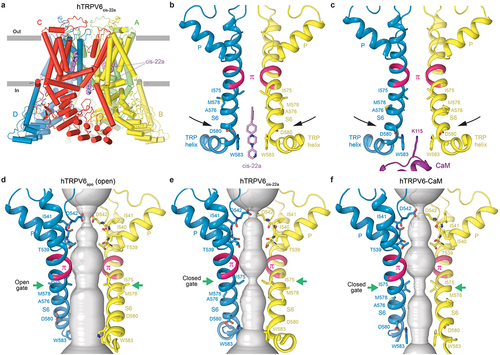 Figure 4. Inactivation-mimicking block of TRPV6 by PCHPDs. a, side view of hTRPV6cis-22a structure, with hTRPV6 subunits (A-D) colored green, yellow, red, and blue and the PCHPD cis-22a molecules shown as space-filling models (violet). b,c, pore-forming domains in hTRPV6cis-22a (b, PDB ID: 7K4B) and hTRPV6-CaM (c, PDB ID: 6E2F). Only two of four hTRPV6 subunits are shown, with the front and back subunits removed for clarity. The region undergoing α-to-π transition in the middle of S6 is colored pink. The molecule of cis-22a (b, violet), CaM residue K115 (c, purple) and TRPV6 residues around the gate are shown as stick models. d – f, hTRPV6 ion conduction pathway (gray) in the open-state structure hTRPV6apo (d, PDB ID: 7K4A) and inactivated-state structures hTRPV6cis-22a (e, PDB ID: 7K4B) and hTRPV6-CaM (f, PDB ID: 6E2F). The gate region is indicated by green arrows. Adapted from [Citation64].