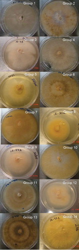 Fig. 1 (Colour online) Representative images of isolates belonging to the colour groups from 1 to 14 described in Table 1. The number in each figure represents the colour group from Table 1.