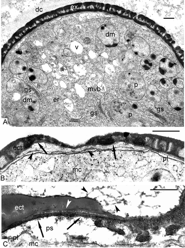 Figure 8. The end of the tetrad period and the beginning of the post-tetrad period in Chamaedorea microspadix. A. Late tetrad microspore from the tetrad with disintegrating callose (dc) has a quite well-formed exine (ex) with very thin and a poorly pronounced endexine, cytoplasm with plastids (p), double-membrane organelles (dm) with dark-contrasted inclusions, many active Golgi stacks (gs) and their vesicles, vacuoles (v), multivesicular bodies (mvb), and ER cisternae (er). B. Free young microspore, submedial section through the sulcus. The first endexine lamella is well seen by its “white line” (arrows), the next endexine lamella is in the process of formation (arrowheads). C. The details of endexine lamella formation. A region of strings, the latter arranged parallelly, is recognisable in the periplasmic space (ps, arrows) between the plasma membrane (pl) and the first endexine lamella (white arrowhead). Outgrowths on the surface of the tectum are long (black arrowheads). Legend to all figures: ect – ectextine, mc – microspore cytoplasm, pl – plasma membrane. Scale bars – 0.5 μm.