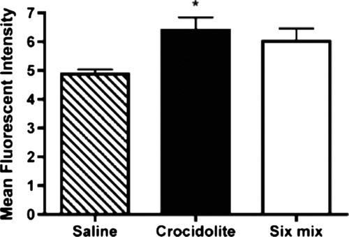 FIG. 2 Quantitation of LY stained tissue. Stained tissue was scanned using a Laser Scanning Confocal Microscope fitted with an argon-ion laser. Intensity values were obtained from every tenth section (for a total of 15 sections) for each lung and added together for each animal. Statistical analysis was performed using one-way ANOVA with a Newman-Keuls Multiple Comparison test. Significance was determined at the p < 0.05 level (*).