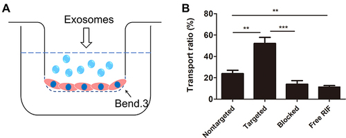 Figure 4 The ability of ANG-EXO-RIF cross the BBB in vitro. (A) Illustration of Exos crossing the BBB model established by monolayers of Bend.3 cells. (B). The in vitro BBB model transport ratio (%) of ANG-Exo-RIF and Exo-RIF following 24h incubation. Each bar represents the mean ± SD of three replicates. **Means p < 0.01, ***Means p < 0.001.