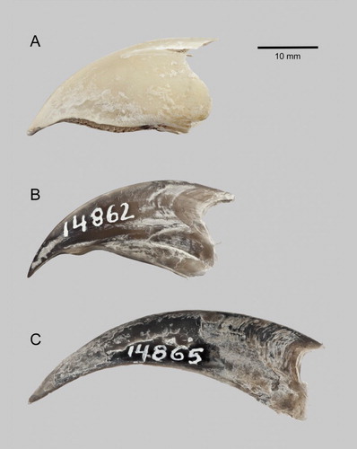 Figure 3. Rhinothecas of kākāpō (A, LB14838), kākā (Nestor meridionalis; B, LB14862) and kea (N. notabilis; C, LB14865). Left lateral view. Photograph: P Quin.
