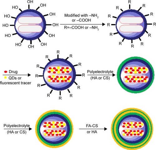 Figure 1 Fabrication mechanisms of multifunctional membrane-controlled MSNs with drugs and fluorescent tracer.Abbreviations: CS, chitosan; FA, folic acid; FA-CS, FA-modified CS; HA, hyaluronic acid; MSN, mesoporous silica nanoparticle; QD, quantum dot.