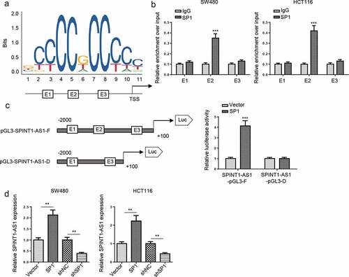 Figure 3. SP1 activated SPINT1-AS1 expression by functioning as a transcription factor. (a) The predicted positions of putative SP1 binding motif in SPINT1-AS1 promoter. (b) ChIP assays were performed to show the direct binding of SP1 to SPINT1-AS1 promoter regions. (c) A luciferase reporter assay was used by cotransfecting the full SPINT1-AS1 promoter (SPINT1-AS1-pGL3-F) or deleted SPINT1-AS1 promoter fragment E2 (SPINT1-AS1-pGL3-D) with SP1 expression plasmid or blank vector in 293 T cells. (d) RT-qPCR analysis of SPINT1-AS1 expression levels following the treatment of shSP1 in CRC cells. ** p  < 0.01, ***p < 0.001.