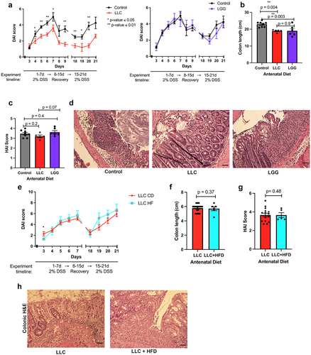 Figure 2. Supplementation of the antenatal diet with probiotics impacts the extent of DSS-induced colitis injury in adult offspring.