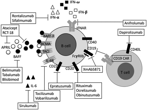 Figure 1. Approaches to target B cells in SLE. One of the current strategies for SLE treatment include therapeutic modulation of B cell surface antigens (CD19, CD20 and CD22), B cell survival factors (BAFF, APRIL), cytokines (IL-6 and IFN) and their receptors (IL-6R and IFNAR) and co-stimulatory molecule (CD40L). Agents directly targeting on B cell surface antigens include: XmAb5871 which blocks CD19 and FcγRIIb on B cells and hence inhibits B cell functions, on the other hand engineered T cell receptors on T cell, CD19 CARs, blocks CD19 on B cell. Rituximab, ocrelizumab and obinutuzumab block CD20 and epratuzumab blocks CD22. The most developed approach which indirectly target B cells is inhibition of B cell survival factors. Belimumab, tabalumab and blisibimod block BAFF (closed circles). Atacicept and RCT-18 block BAFF and APRIL (open circles). Targeting cytokines or co-stimulatory molecule is another strategy to indirectly modulate B cells. Tocilizumab and vobarilizumab block IL-6R while sirukumab blocks directly IL-6 (closed triangles). Anifrolumab blocks IFNAR while rontalizumab and sifalimumab has specificity for blocking IFN-α (open triangles) but not IFN-ω (closed squares) and IFN-β (open squares) which also bind to IFNAR. Finally, dapirolizumab blocks CD40L disrupting CD40–CD40L interactions. APRIL: A proliferation-inducing ligand; BAFF: B-cell activating factor; BAFF-R: B-cell activating factor receptor; BCMA: B-cell maturation antigen; CARs: Chimeric antigen receptors; IL-6: Interleukin-6; IL-6R: interleukin 6 receptor; IFN: Interferon; IFNAR: the type 1 IFN-α/β/ω receptor; TACI: transmembrane activator and CAML interactor