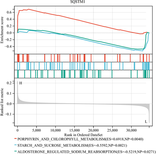 Figure 8 Single-gene GSEA analysis based on the median value of SQSTM1 gene expression level.