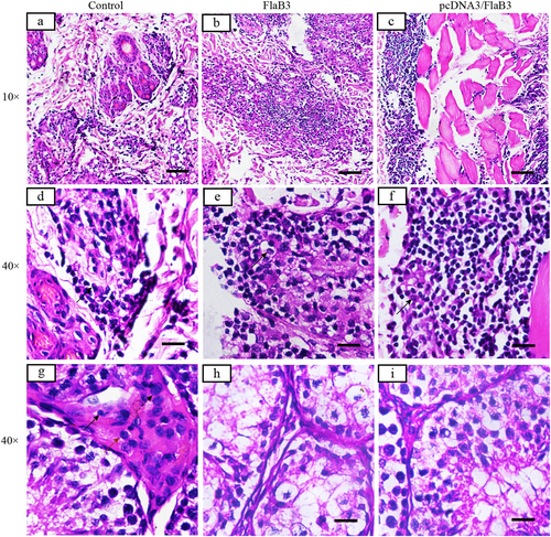 Fig. 5 Histopathological changes in the skin and testicular tissues after T. pallidum infection in rabbits.Inflammatory infiltrates in pcDNA3/FlaB3- and FlaB3-immunized rabbits display a dense diffuse pattern (b, c) consisting predominantly of lymphocytes, macrophages, and plasma cells (solid arrow) (e, f). Interstitial inflammation of the testicular tissues is localized and predominantly lymphohistiocytic (solid arrow = lymphocyte; red arrow = macrophage; dashed arrow = plasma cell) in the control group (g) but not in the immunized rabbits (h, i). Skin and testicles of pcDNA3/FlaB3-, FlaB3-, and pcDNA3-immunized rabbits were sectioned and stained with H&E on day 21 after T. pallidum infection. Rabbits immunized with pcDNA3 were used as the controls (a)