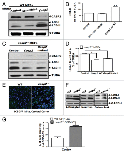 Figure 2.Casp2 knockdown or reinsertion can modulate autophagy. (A and B) WT MEFs were transiently transfected with prevalidated siRNA against Casp2. (C and D) casp2−/− MEFs were transiently transfected with Casp2 expression vector. (A and C) Western blot demonstrating the expression of CASP2 and autophagy was detected by determining the levels of LC3-II. The same blots were reprobed for determining tubulin, α (TUBA) levels that served as loading control. Shown are the representative blots. (B and D) Densitometric analysis for the level of expression was performed using ImageJ analysis. Expression levels of LC3-II were normalized by tubulin, α and expressed as LC3-II levels, as % of loading control. Each experiment was repeated at least 3 times. Error bar represents ± SEM. Statistical significance was determined by the Student t test. **P ≤ 0.01, *P ≤ 0.05. (E) Fluorescence confocal microscopy analysis mice of cerebellar sections from GFP-LC3 transgenic mice crossed with WT and casp2−/− mice. Images were acquired at 60X magnification. At least 12 to 13 images were analyzed to detect LC3 puncta formation that indicates autophagy. Shown is the percent of cells with more than 8 detectable LC3 puncta per image. Level of significance was determined by performing the Student t test, n = 12 images from 2 different mice. *P < 0.01. (F) Primary culture from astrocytes, neurons, and osteoclasts were established from WT and casp2−/− mice. The protein samples were prepared and western blotting for LC3 was performed to detect autophagy. Western blots for LC3 levels (an increase in LC3-II indicates an increase in autophagy) in casp2−/− cells compared with the WT. The same blots were reprobed for GAPDH that served as the protein loading control.