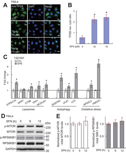 Figure 3. SFN induces TFEB nuclear translocation and expression of TFEB target genes. (A) SFN (10 or 15 μM, 4 h) induced TFEB nuclear translocation in HeLa cells. Nuclei were counterstained with DAPI (blue). Scale bar: 10 μm. (B) Average ratios of nuclear vs. cytosolic TFEB immunoreactivity shown in A. N = 40–50 randomly selected cells from at least 5 independent experiments. (C) SFN (15 μM for 9 h) treatment increased mRNA expression of TFEB target genes in 1321N1 cells analyzed by Q-PCR (n = 3 independent experiments). (D) Western blot analysis of MTOR and RPS6KB1 activity, assayed by ratios of p-MTOR vs. total MTOR and p-RPS6KB1 vs. total RPS6KB1 in SFN (15 μM) -treated HeLa cells for 6–12 h. (E) Quantification of the results shown in D. from n = 3 independent experiments. For all panels, data are presented as mean ± s.e.m.; *P < 0.05, ANOVA