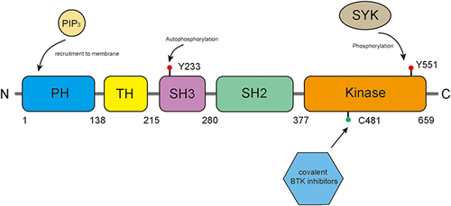 Figure 1 The structure of BTK. BTK consists of five protein domains from N to C terminal: a pleckstrin homology (PH) domain, a TEC homology (TH) domain, SRC homology (SH) domains SH2 and SH3, and a catalytic kinase domain. PIP3 interacts with the PH domain to recruit BTK to cell membrane. Next, SYK phosphorylates Y551 in the kinase domain, leading to autophosphorylation in Y233 in the SH3 domain to improve the catalytic activity of BTK. C481 is the binding site of covalent BTK inhibitors.