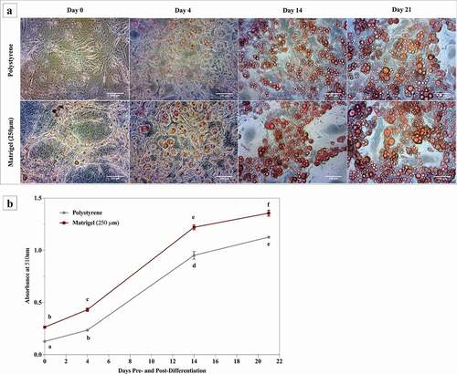 Figure 3. Matrigel® significantly enhances lipid accumulation in 3T3-L1 cells differentiated on Matrigel®, visualized by Oil Red O staining. 3T3-L1 cells were cultured and differentiated on Matrigel® and polystyrene. A) Phase-contrast images of Oil Red O stained 3T3-L1 cells on polystyrene and Matrigel®. Undifferentiated 3T3-L1 cells were imaged at day 0, and differentiated cells were imaged at days 4, 14 and 21. Each image was taken at 20x magnification and is representative of three biological replicates. B) At day 0, 4, 14 and 21 Oil Red O stained 3T3-L1 cells were analysed for lipid quantification spectrophotometrically. Results from three biological replicates are represented as mean ± SEM and compared using two-way ANOVA. Statistical differences are represented by distinct letters on the line graphs