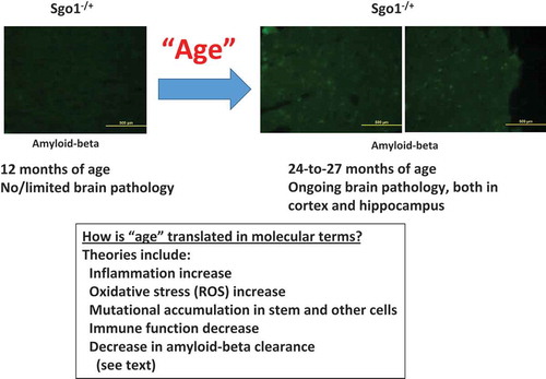 Figure 1. Effects of age on AD-like pathology with amyloid-beta accumulation. In Sgo1−/+ model, amyloid-beta accumulation in the brain was not observed at the age of 12 months, but was observed at the age of 24 months and older. The accumulation occurred both in the hippocampus and in the cortex, with significant accumulation indicated in the cortex. Various factors that represent “age” have been proposed (see text).