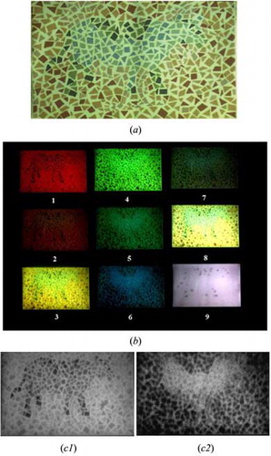 Figure 11. (a) The original image of the color blindness test card captured by a commercial digital camera. (b) The image captured by the multi-spectral imaging system. (c1) The processed image of 11(b)-1 after discoloration. (c2) The processed image of 11(b)-6 after discoloration.