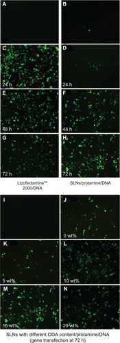 Figure 5 Fluorescent microscopy of heK293 cells transfected by pEGFP-N1. (A) Negative control (naked DNA only), (B) transfection with protamine/DNA nanoparticles for 72 hours, (C, E and G) cells transfected with Lipofectamine™ 2000/DNA for 24, 48, and 72 hours, respectively. (D, F and H) cells transfected with SLN/protamine/DNA nanoparticles (50 μg/mL SLNs containing 15 wt% ODA, 4.5 μg/mL protamine, 3.0 μg/ml DNA) for 24, 48, and 72 hours, respectively, (I) negative control, and (J–N) cells transfected with SLN/protamine/DNA nanoparticles containing 0 wt%, 5 wt%, 10 wt%, 15 wt%, and 20 wt% ODA, respectively (concentrations of all types of SLNs, 50 μg/mL with 4.5 μg/mL protamine and 3.0 μg/mL DNA).Abbreviations: ODA, octadecylamine; SLNs, solid lipid particles; DNA, deoxyribonucleic acid.