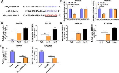 Figure 5 Circ_0006168 interacts with miR-516b-5p in ESCC cells. (A) The interaction between circ_0006168 and miR-516b-5p was predicted by Circinteractome software. (B) The target interaction between miR-516b-5p and circ_0006168 was tested via dual-luciferase reporter assay. (C and D) RIP assay was applied to confirm the target relationship between miR-516b-5p and circ_0006168. (E) RNA pull down assay was utilized to verify the interaction between miR-516b-5p and circ_0006168. **P<0.01, ***P<0.001.