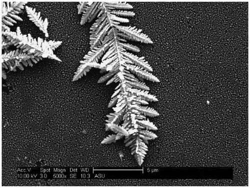 Figure 2. Electron micrograph of a ‘fern’-like silver electrodeposit grown in 0.03 M silver nitrate solution on silver agglomerate-coated glass at 3 V (the size bar is 5 µm)