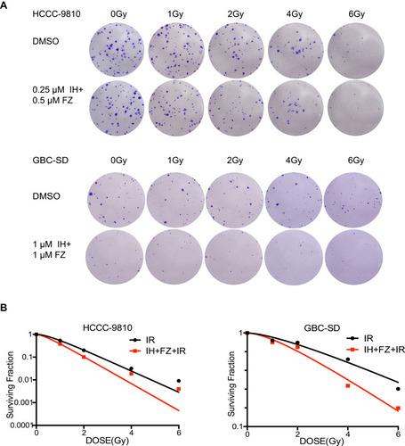 Figure 4 The combination of icotinib hydrochloride (IH) and fluzoparib (FZ) enhanced cellular radiosensitivity. (A) A colony formation assay was performed to determine radiosensitivity in the HCCC-9810 and GBC-SD cell lines. Cells that received 0 Gy, 1 Gy, 2 Gy, 4 Gy and 6 Gy radiation were treated with DMSO or IH+FZ, respectively. (B) Clones after IR were counted and quantified to draw survival curves.