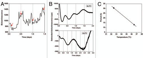 Figure 3 The period of the cell cycle gene expression rhythm is not temperature compensated in Lewis lung carcinoma (LLC) cells. (A) Representative example of the optical density of CCNB1-dGluc bioluminescence in a single LLC cell imaged at 36.5°C. The timing of cell mitosis is indicated by red arrows. Seven cells from each of two independent dishes were analyzed. (B and C) LLC cells stably expressing CCNB1-dGluc were synchronized by cold shock (22°C for 24 hrs) and then bioluminescence was recorded. Representative traces of detrended CCNB1-dGluc expression (counts/sec) at 36.5°C (top part; 12-h moving average; n = 3) or 32.5°C (bottom part; 30-h moving average; n = 3) are shown. (C) The period (mean ± Sem) of CCNB1-dGluc expression in LLC cells was determined by measuring the peak-to-peak time of two cycles at 32.5°C or the average peak-to-peak time of three cycles at 36.5°C (Q10 = 8.46).