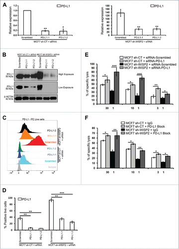 Figure 4. siRNA-mediated PD-L1 silencing and PD-L1 block increase the susceptibility of MCF7 sh-WISP2 cells to CTL-mediated killing. (A–D) MCF7 sh-CT and MCF7 sh-WISP2 cells were transfected with different siRNA targeting PD-L1 or scrambled control. (A) SYBR-GREEN RT-qPCR was used to monitor PD-L1 mRNA expressions levels. The experiment was performed in triplicate and repeated three times with the same results. (B) Western blot was performed to show PD-L1 protein levels. The experiment was repeated three times with the same results. (C and D) Surface expression of PD-L1 on live cells was evaluated by flow cytometry as compare with isotype control (gray-shaded histogram). The experiment was repeated three times with the same results. (E) Conventional 4 h Cr51 cytotoxicity assays were performed on MCF7 sh-CT and MCF7 sh-WISP2 cells transfected with either siRNA targeting PD-L1 or scrambled control as targets at different effector to target (E:T) ratios. The experiment was repeated two times with the same results. (F) MCF7 sh-CT and MCF7 sh-WISP2 cells were pretreated for 30 min on ice with 5 ug/mL control antibody (IgG) or antibody against PD-L1 (PD-L1 Block). Conventional 4 h Cr51 cytotoxicity assay was performed at different E:T ratios. The experiment was repeated two times with the same results.