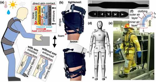 Figure 4. (a) Schematic of human-surrounding heat transfer processes impacted by wearing an exoskeleton, (b) dual-mode exoskeleton body interface that temporarily loosens when the device is not used [Citation10], (c) example phase-change cooling garment (collar in this case [Citation74] image reused with permission) that is used to directly cool skin and could be integrated into rapidly swappable packets into the mode-switching body interfaces, (d) schematic of the 35-independently controlled surface zones and (e) photograph of ANDI thermal manikin and walking motion stand during protective garment testing (image source: Thermetrics), and (f) schematic of the total clothing (It), the intrinsic clothing (Icl), and the environment () thermal resistances.
