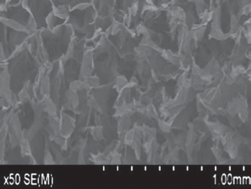 Figure 1. Ultrastructure of NCECS/nHA composite material (SEM, × 50).