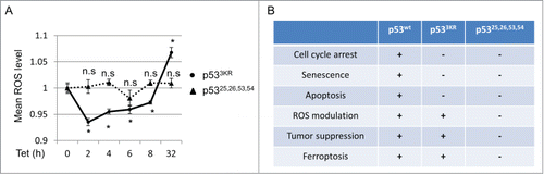 Figure 3. p53 dynamically regulates intracellular ROS. (A) p533KR and p53,Citation25,26,53,54 tet-on stable line cells were treated with doxycycline (0.1 µg/mL) for indicated time and ROS levels were determined. (B) Comparison of functional activities among p53WT, p533KR and p53,Citation25,26,53,54. *, P <0.01, n.s, not significant (Student's t test).