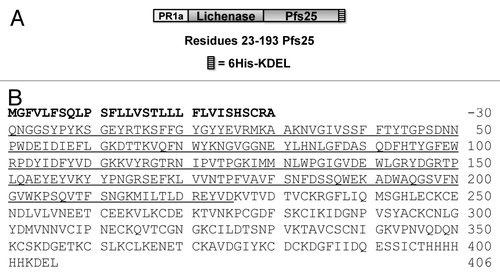 Figure 1. (A) Schematic of the expression cassette for Pfs25-FhCMB. The PR-1a signal sequence is followed by the lichenase gene fused to the N-terminal of Pfs25. A 6xHis affinity purification tag and the KDEL sequence are cloned to the C-terminus of Pfs25. (B) The deduced amino acid sequence for Pfs25-FhCMB. The PR-1a signal sequence, removed during in vivo processing, is shown in bold, the LicKM sequence is underlined, and the remaining portion is the Pfs25–6xHis-KDEL sequence.