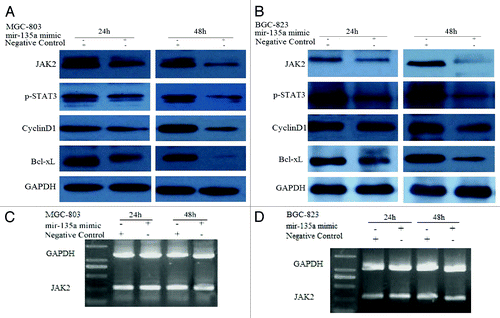 Figure 3. MiR-135a targets JAK2. (A, B) western blot of MGC-803 and BGC-823 cells transfected with the 40 nM miR-135a mimic or the negative control mimic at two time points. GAPDH was used as a loading control. (C, D) RT-PCR of JAK2 in MGC-803 and BGC-823 cells transfected with 40 nM miR-135a mimic or negative control mimic at two time points. GAPDH was used as a control.