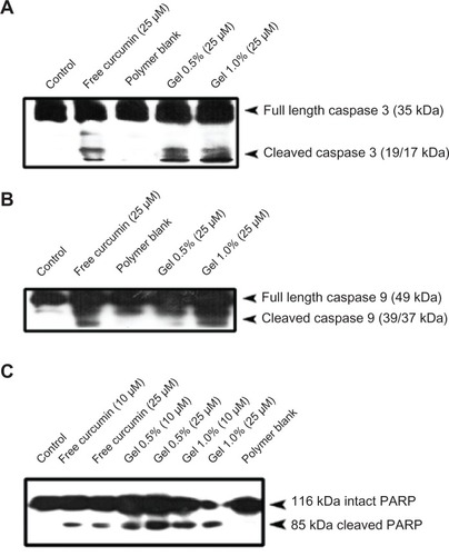 Figure 8 Curcumin nanogels enhance poly(ADP-ribose) polymerase cleavage in human cervical cancer cell lines: Human cervical cancer cell lines cells were treated with the indicated concentrations of free curcumin/curcumin nanogels for 24 hours, and the entire cell lysate was immunoblotted against (A) anticaspase-3, (B) anticaspase-9, and (C) antipoly(ADP-ribose) polymerase antibodies.