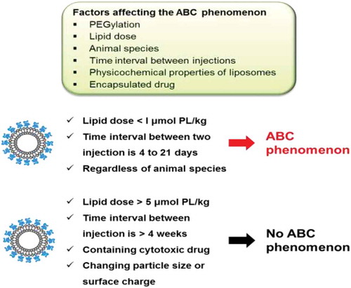Figure 2. Representation of factors affecting the accelerated blood clearance phenomenon of PEGylated liposomes.