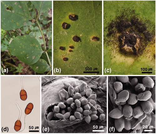 Figure 1. Macruropyxis fraxini on Fraxinus rhynchophylla. (a) Symptoms on the adaxial leaf surface. (b) Telia developing on the abaxial leaf surface, surrounded by a yellow halo. (c) Magnified view of an erumpent telium. (d) Median view of teliospores under a light microscope. (e and f) A telium showing a group of teliospores (e) and close-up of teliospores (f) observed under a scanning electron microscope.