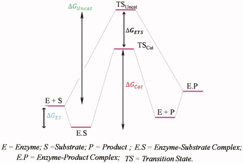 Figure 4. Reaction coordinate diagram for an enzyme-catalyzed reaction.