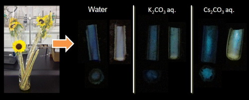 Figure 5. Photographs of sunflowers and cross sections of their freeze-dried stems after immersion in water or an aqueous solution of potassium or caesium carbonate. The photographs were taken with the stems under UV irradiation (365 nm) after spraying only with methanol and with 1 in methanol.
