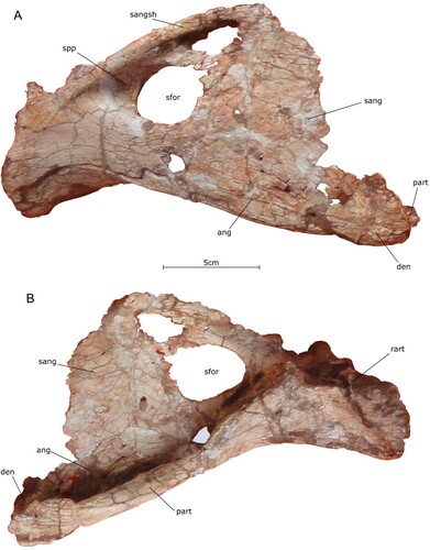 FIGURE 13. Posterior end of the right mandible of the holotype specimen of Qianzhousaurus sinensis (GM 10004). A, photograph of the posterior right mandible in right lateral view; B, photograph of the posterior right mandible in medial view. Abbreviations: ang, angular; den, dentary; part, prearticular; rart, retroarticular; sang, surangular; sangsh, surangular shelf; sfor, surangular foramen; spp, surangular pneumatic pocket.