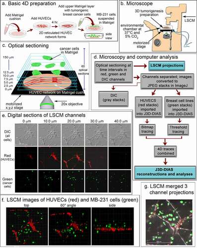 Figure 1. A transparent 3D preparation was employed to assess the behavior of live breast cancer cells in the vicinity of a reticulated network of endothelial cells. (a) A schematic diagram of the basic preparation. A suspension of human umbilical vein endothelial cells (HUVECs) plated on a matrigel cushion formed a 2D reticulated multicellular network on the cushion surface after 4 hours at 37°C. The network was then overlayed with a suspension of MB-231 cells suspended in matrigel at 5°C. After one hour at 37°C, the Matrigel polymerized, resulting in a deep matrigel overlay containing randomly dispersed MB-231 cells. (b) A set of optical sections of deepRed dyed HUVECs and GFP-MB-231 cells were acquired at time intervals for up to 72 hours through a 20X objective using HyD detectors at 638 and 488 nm, respectively, along with DIC images. Preparations were housed in an environmental chamber at 37°C in 5% CO2 on the stage of a Leica TCS SP8 laser scanning confocal microscope (LSCM) with a motorized x,y,z stage. (c) Sixty optical sections were acquired through 150 μm at 2.5 μm intervals. (d) Flowchart of microscopy and computer-assisted reconstruction. (e) Representative z-series from the DIC, red and green channels for an early preparation obtained from the Leica TCS SP8 at 10 μm intervals. (f) LSCM Z-projections from each channel were merged for preliminary analysis at three angles. (g) Three channels were merged to generate a single image projection viewed from on top