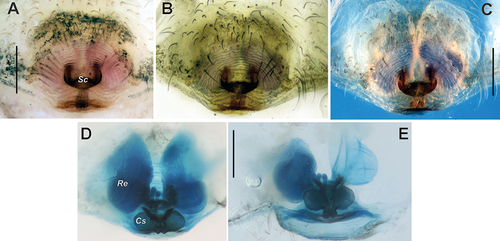 Figure 2. Epigyne of Oecobius dariusi sp. n. (A) intact, ventral; (B) macerated, ventral; (C) cleared, ventral; (D), (E) dyed, dorsal and posterior. Scale bars = 0.2 mm. Abbreviations: Cs – sclerotised capsule, Re – receptacle, Sc – ‘scape’.