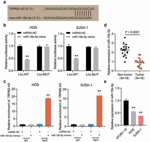 Figure 4. TRPM2-AS sponges miR-15b-5p in osteosarcoma. (a) The potential matching site between TRPM2-AS and miR-15b-5p, as predicted via ENCORI starBase. (b) Dual-luciferase reporter assay in HOS and SJSA-1 cells co-transfected with miR-15b-5p mimic or miRNA mimic-NC (miRNA-NC) and TRPM2-AS-WT (Lnc-WT) or TRPM2-AS-MUT (Lnc-MUT) reporter plasmids. **P < 0.001 compared with miRNA-NC. (c) The interaction between TRPM2-AS and miR-15b-5p in HOS and SJSA-1 cells, as evaluated via RIP analysis. **P < 0.001 compared with anti-IgG. (d) miR-15b-5p expression in osteosarcoma tissues, as detected via RT-qPCR. (e) miR-15b-5p expression in HOS and SJSA-1 cells, as detected via RT-qPCR. All cellular experiments were performed in triplicates. **P < 0.001 compared with hFOB1.19 cells. Data are represented as the mean ± SD.