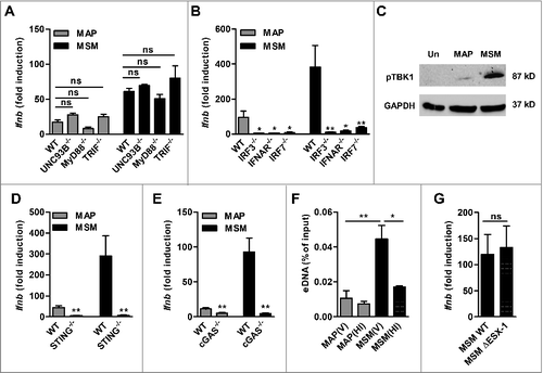 Figure 2. MAP and M. smegmatis (MSM) induce Ifnb expression via the cGAS-STING-TBK1-IRF3/7 signaling pathway. (A) qPCR for Ifnb in BMDM from WT, UNC93B−/−, MyD88−/−, TRIF−/−, (B) IRF3−/−, IFNAR/−, IRF7−/- mice infected with MAP or MSM. *p<0.05, **p<0.01, ns (non-significant) by one-way ANOVA with Tukey post test, means ± SEM. (C) Immunoblot of phosphoTBK1 in RAW cells infected with MAP or MSM for 5 h. (D) qPCR for Ifnb in WT, STING−/− and (E) cGAS−/− mice infected with MAP or MSM for 5 h. (F) qPCR analysis of eDNA in RAW cells infected with viable (V) or heat inactivated (HI) MAP or MSM for 5 h. eDNA was extracted and shown as percentage of the input control. (G) qPCR for Ifnb in RAW cells infected with MSM WT or MSM ΔESX-1 for 5 h. Data are representative of 3 independent experiments, *p<0.05, **p<0.01 by 2 tailed student's t-test means ± SEM.