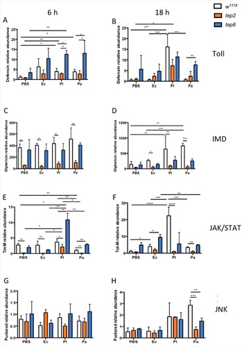 Figure 3. D. melanogaster Tep2 and Tep6 differentially regulate the activation of immune pathways against Photorhabdus. Transcript levels for (A, B) Defensin (Toll pathway), (C, D) Diptericin (IMD pathway), (E, F) Tot-M (JAK/STAT pathway) and (G, H) Puckered (JNK pathway) in loss-of function tep2 and tep6 mutants with their corresponding control strain (w1118) at 6 and 18 hpi with 1XPBS, E. coli (Ec), P. luminescens (Pl) or P. asymbiotica (Pa) (n = 3 individuals per experimental condition). Gene transcript levels are shown as relative abundance of transcripts normalized to RpL32 and expressed as a ratio compared with untreated flies (negative control). Values represent the means from 3 biologic replicates and error bars represent standard deviations. Significant differences are indicated with asterisks; #p <0.05, ##p <0.01, ###p <0.001, ####p <0.0001)