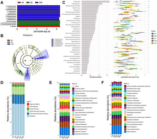 Figure 6 Differential species analysis and functional enrichment of the ko metabolic pathway at 3 different levels. (A) LDA score of Lefse. (B) Cladogram of Lefse. (C) Random forest analysis. (D) Ko analysis of level 1. (E) Ko analysis of level 2. (F) Ko analysis of level 3.