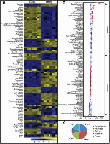 Figure 1. Differential metabolomic profiling in malate group in response to V. alginolyticus infection. Zebrafish were injected with and without 70 μg malate as malate group and control group, respectively, five for each group. Humoral fluid was collected for GC-MS analysis. (a) Heat map showing differential 90 metabolites. Yellow and blue indicate increase and decrease of metabolites relative to the median metabolite level of the control, respectively (see color scale). (b) Z-score plot of differential metabolites based on control. Each point represents one metabolite in one technical repeat and colored by sample types. (c) Category of 90 differential abundance of metabolites