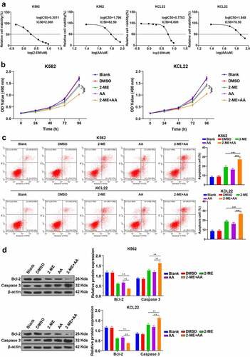 Figure 1. 2-ME combined with AA promotes CML cell apoptosis. K562 and KCL22 cells were treated with 2-ME and AA. (a) Viability of cells treated with different concentrations of 2-ME and AA for 48 h was measured using MTT assay, and IC50 was calculated. IC50 doses of 2-ME and AA were used for subsequent cell treatment. (b) Cell proliferation activity at different time points examined using MTT assay. (c) Cell apoptosis measured using flow cytometry. (d) Levels of Bcl-2 and Caspase 3 measured using Western blotting. Cell experiment was conducted 3 times independently. Data were described as mean ± standard deviation. Data were analyzed using one-way ANOVA, followed by Tukey’s multiple comparison test, **p < 0.01 vs. DMSO group.